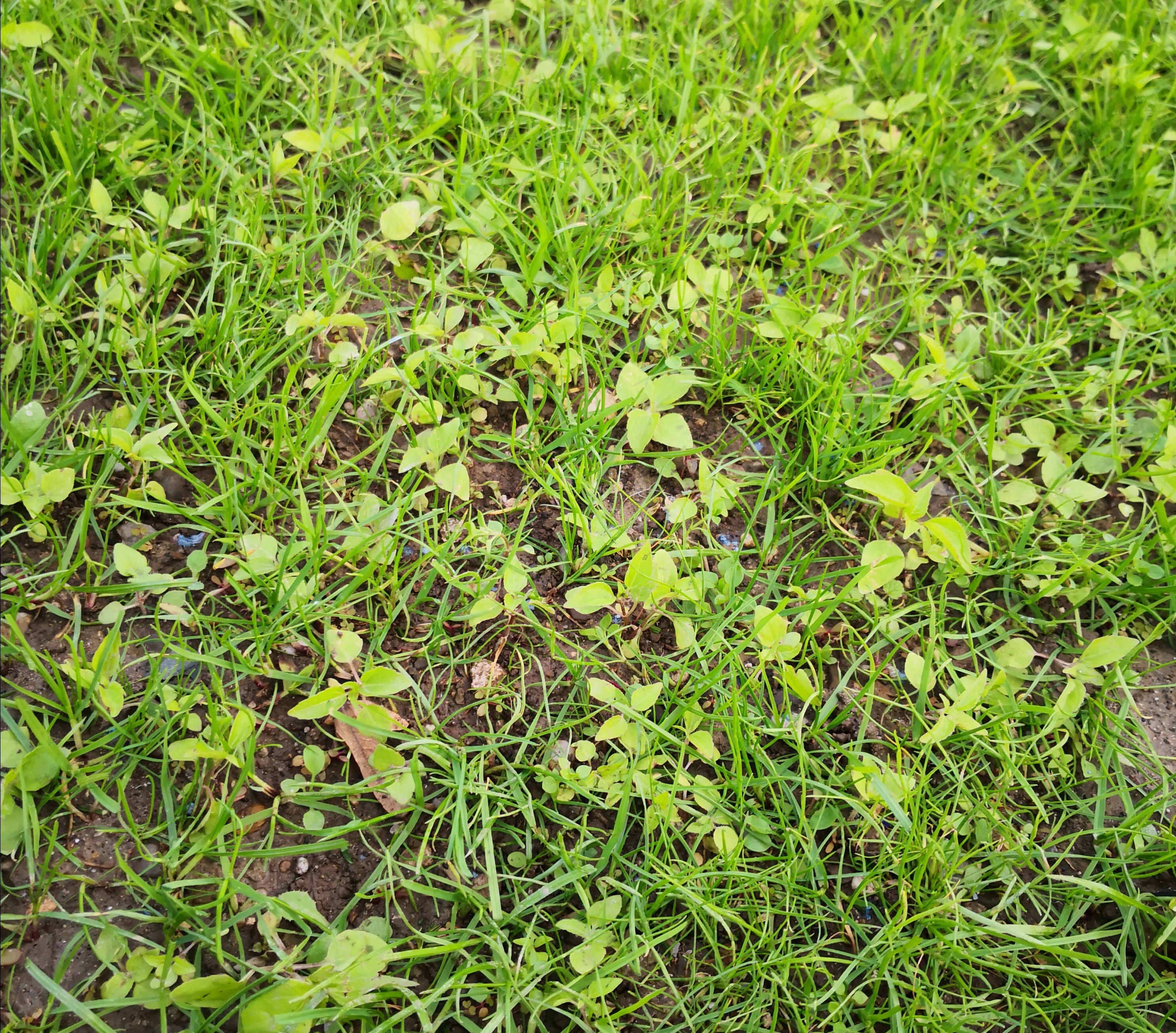 IMG_20201021_133955.jpg