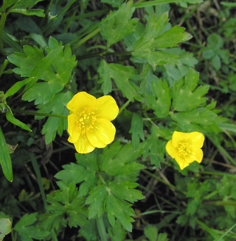 ranunculus_repens_creeping_buttercup.jpg