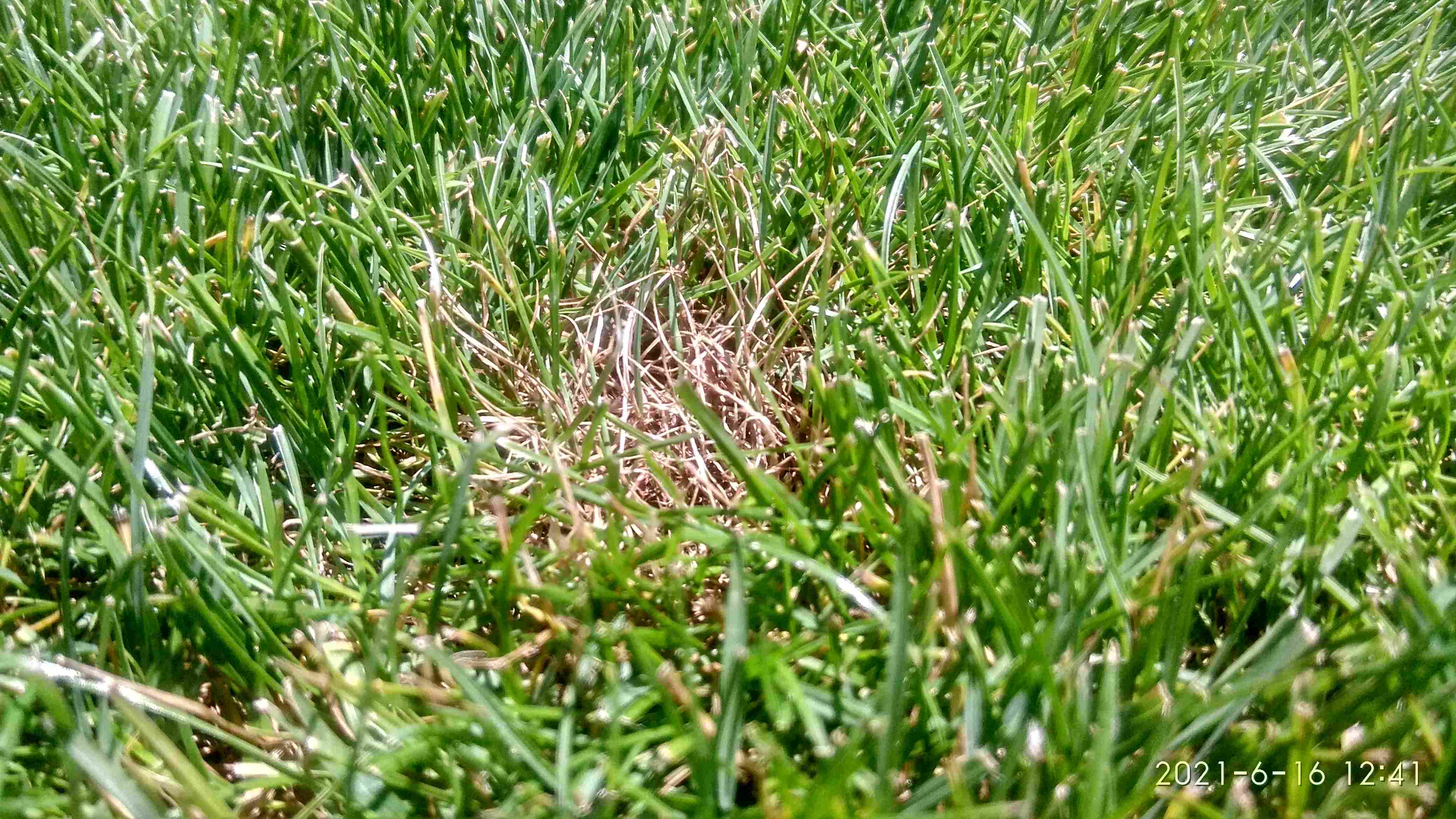 Dollar spot